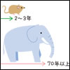 “動物によって違う“時間の流れ方”脈拍1回に、ネズミは0.1秒、ゾウは3秒