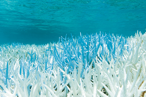 滅びゆくサンゴを救え――サンゴ保全活動