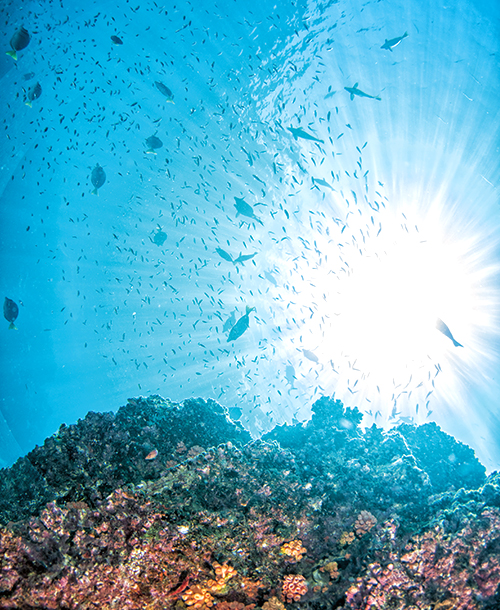 滅びゆくサンゴを救え――サンゴ保全活動
