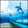 【株式会社サンシャインシティ 様】青空やビル群を背景にペンギンが泳ぐ！「ここにしかない」展示が楽しめるサンシャイン水族館。